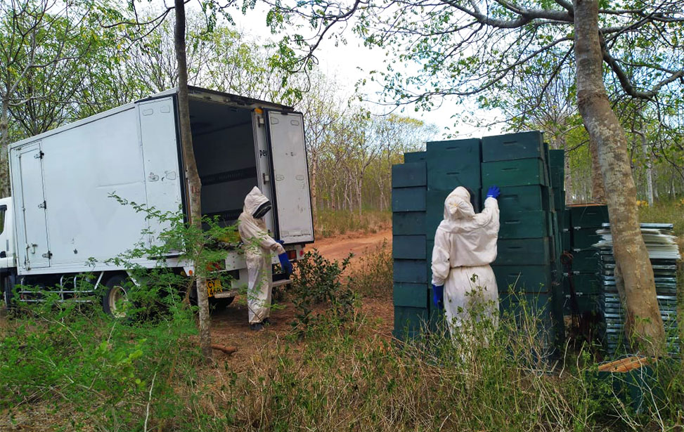 Beekeeping in Nyongoro Plantation