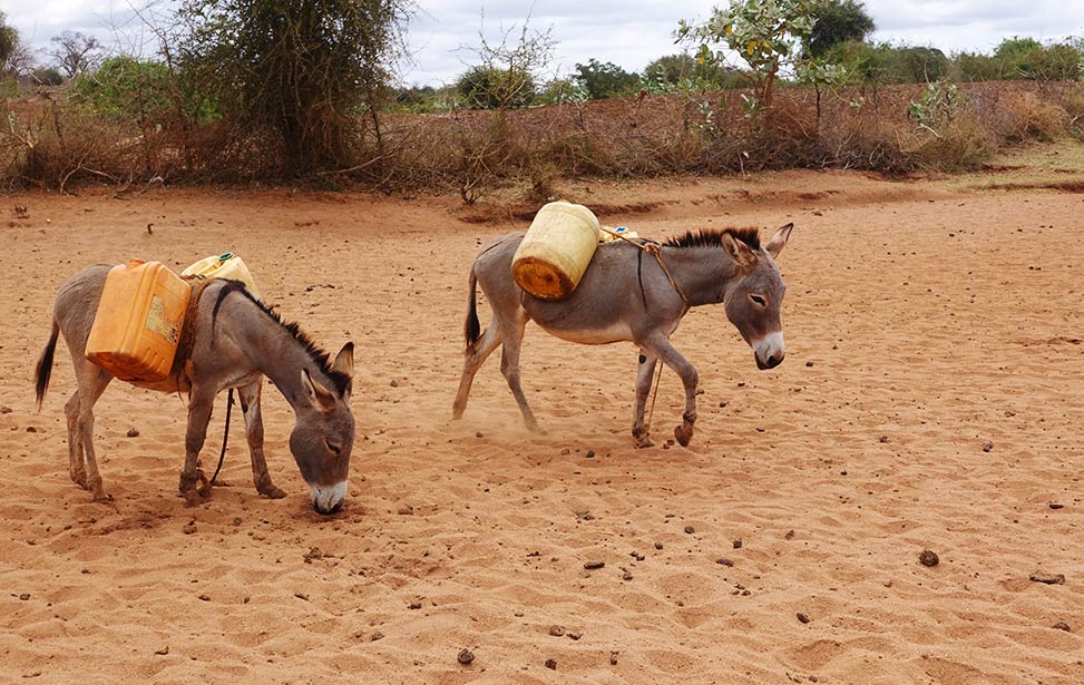 Mukau - the solution for drylands in Africa?