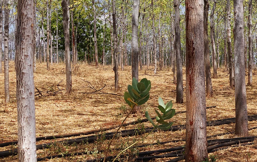 Planting process of mukau trees - part 2