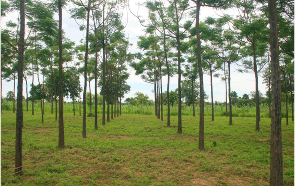 Better Globe Forestry visits Northern Uganda