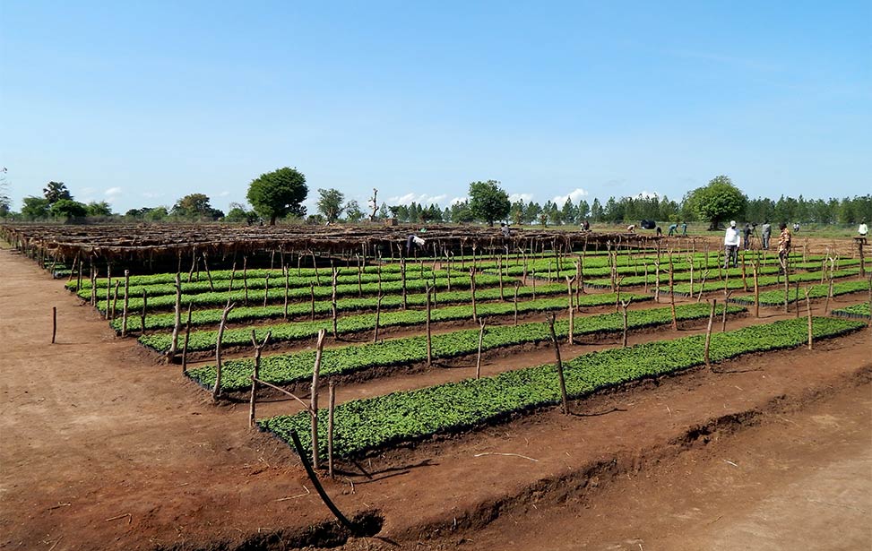 Better Globe Forestry to plant trees in Uganda