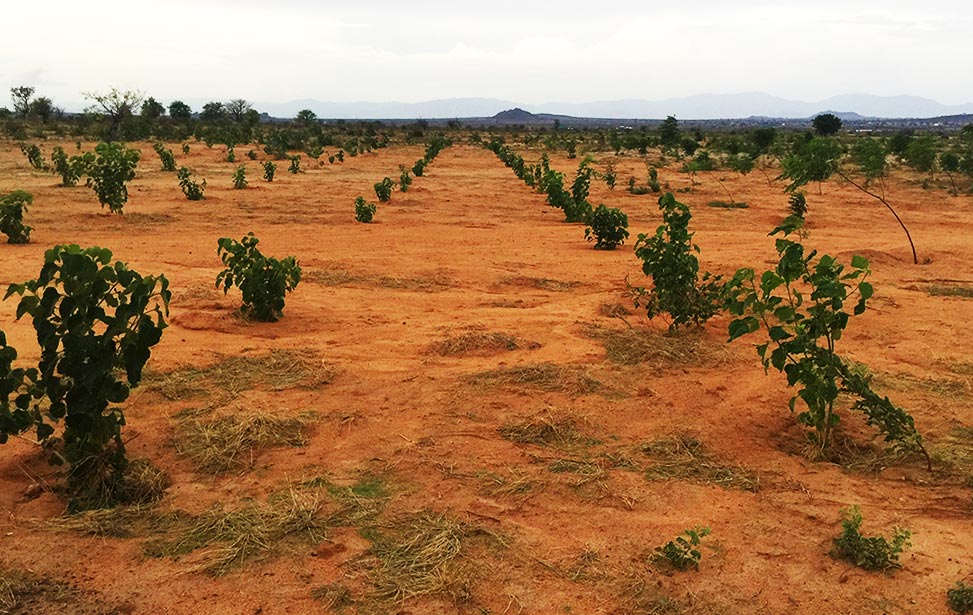 Forestry Research in Tanzania