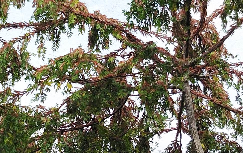 Locusts swarm Better Globe Forestry plantation