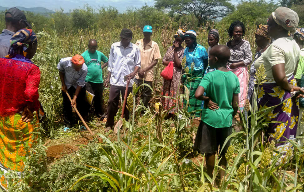 Better Globe Forestry farmer group formation