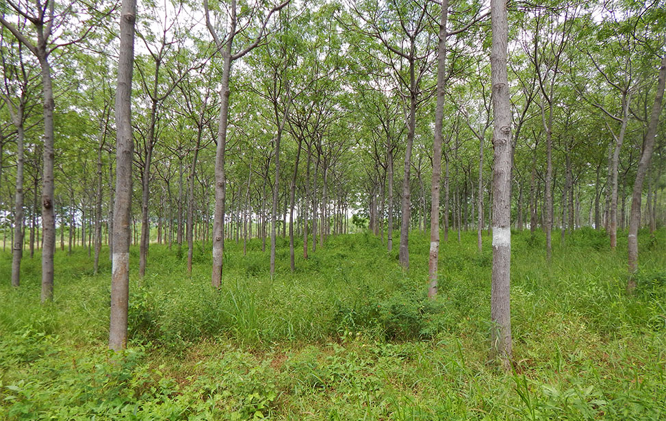 Kiambere plantation's unique ecological value