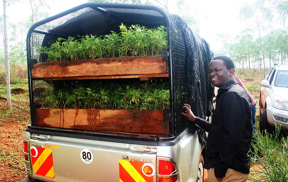 Pickup truck with tree seedlings