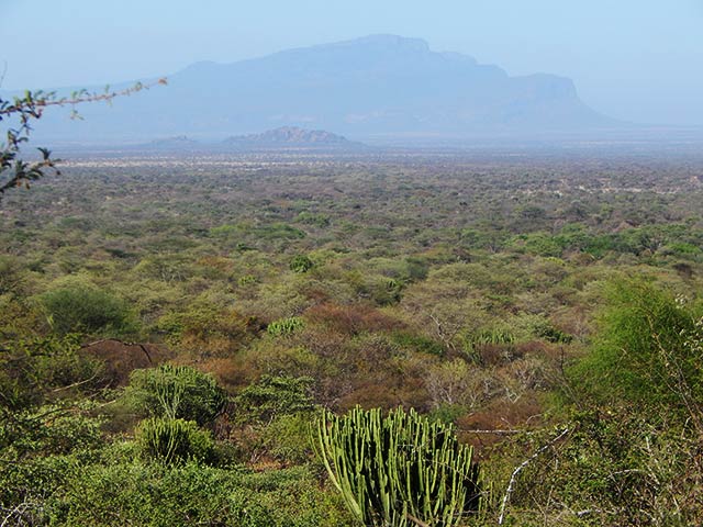 Better Globe Forestry ventures into Karamoja