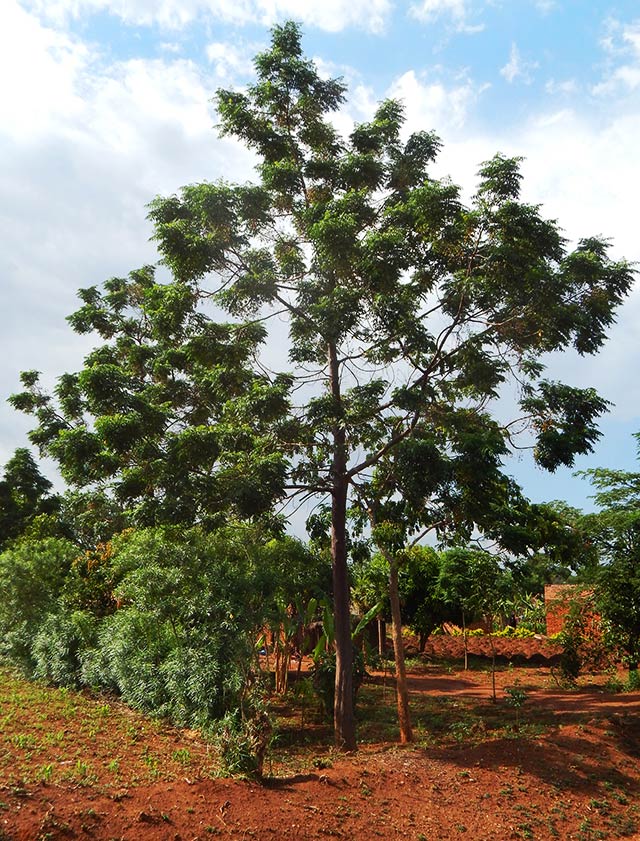 Melia Azedarach, the Persian Lilac or China berry, known as the Giant Lira in Uganda