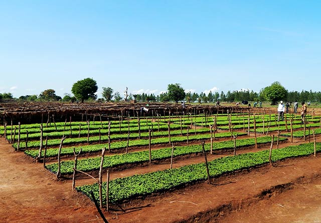 Persian Lilac tree seedlings