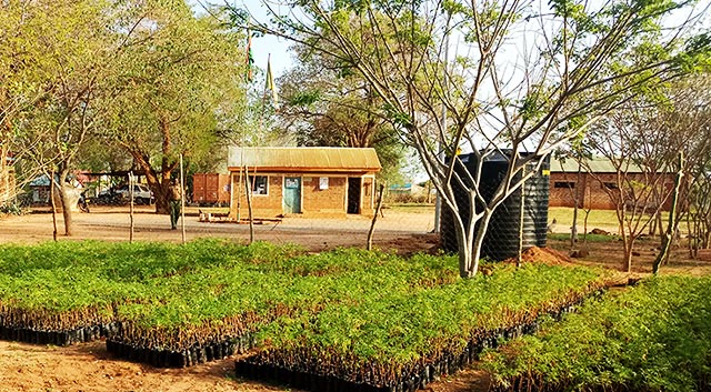 A temporary holding nursery in one of the chief camps