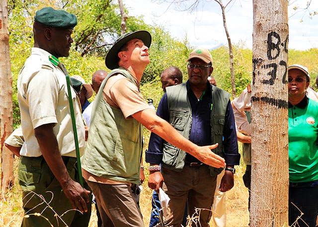 Jan Vandenabeele showing mukau tree