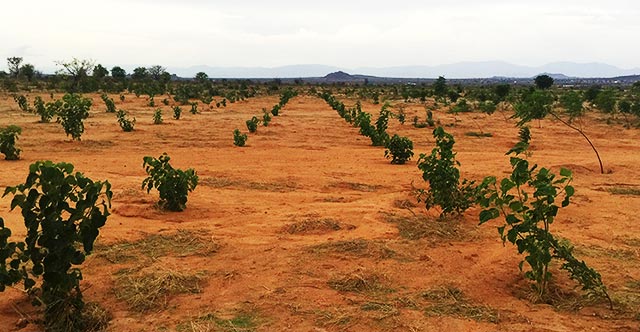 Tanzania Forestry Research Institute (TAFORI)