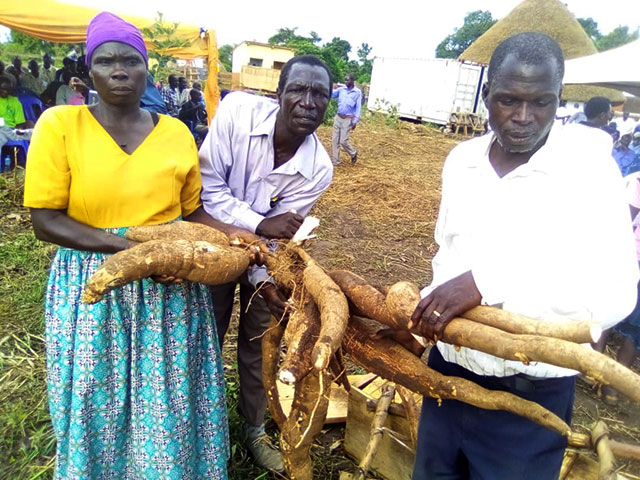 YICAFA exhibiting cassava