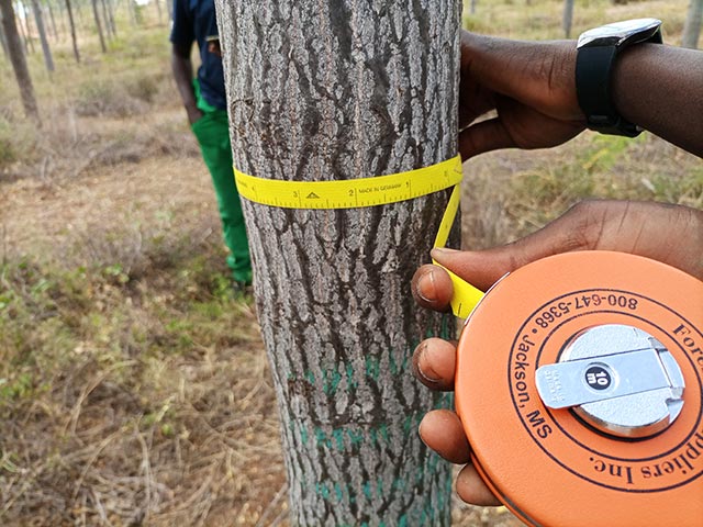 Tree measurement for Melia volkensii growth curve