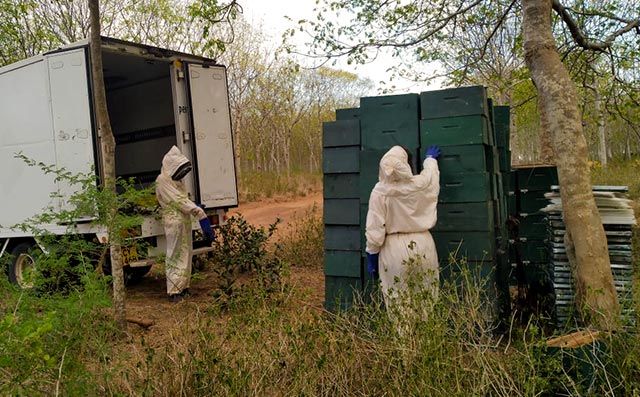 Beekeeping in Nyongoro Plantation