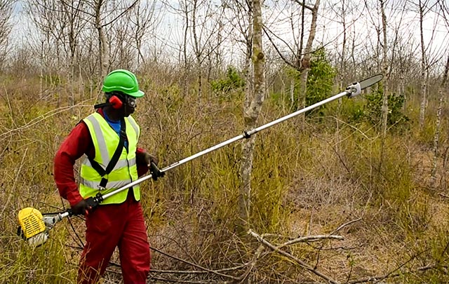 Better Globe Forestry begins mechanized pruning