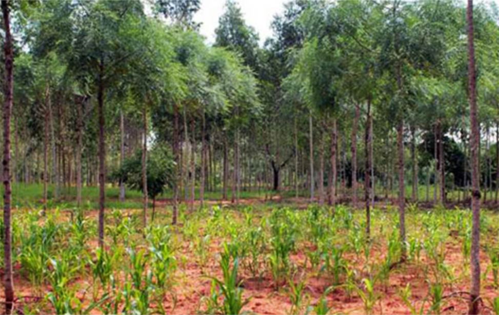 Maize intercropped with melia volkensii (mukau) trees