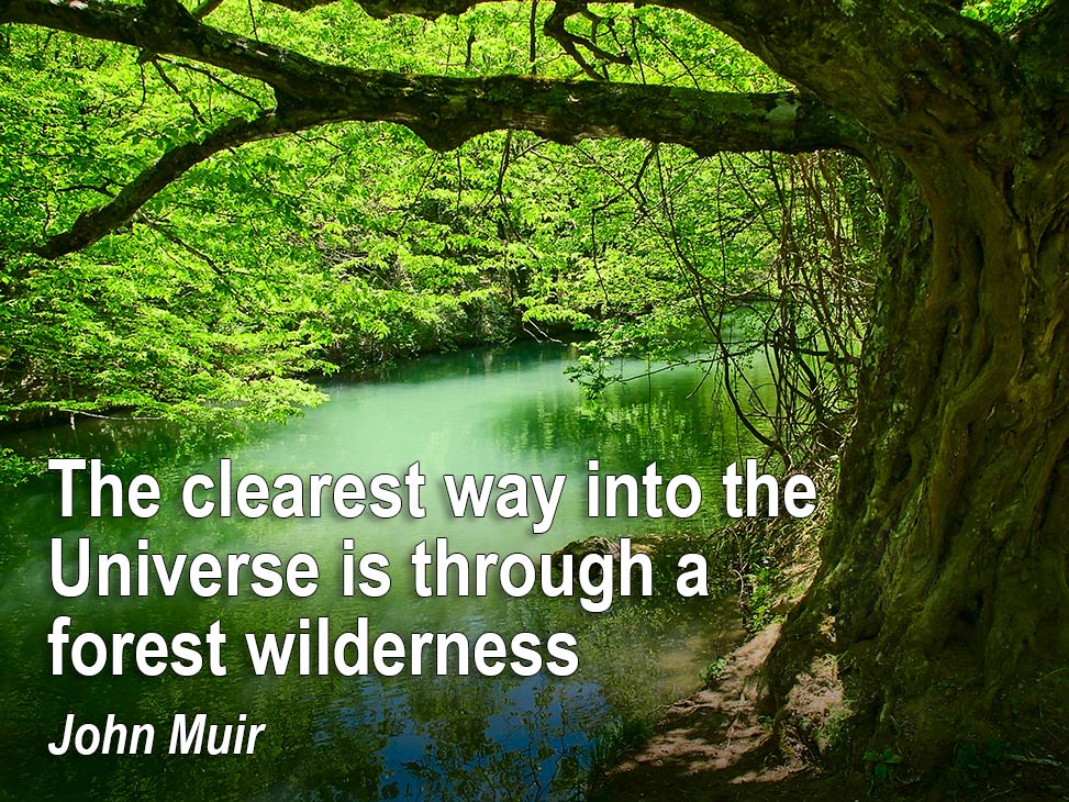 The clearest way into the Universe is through a forest wilderness - John Muir