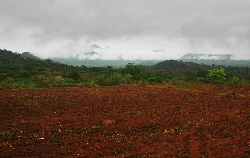 Green and lush soil during rainy season in Kenya