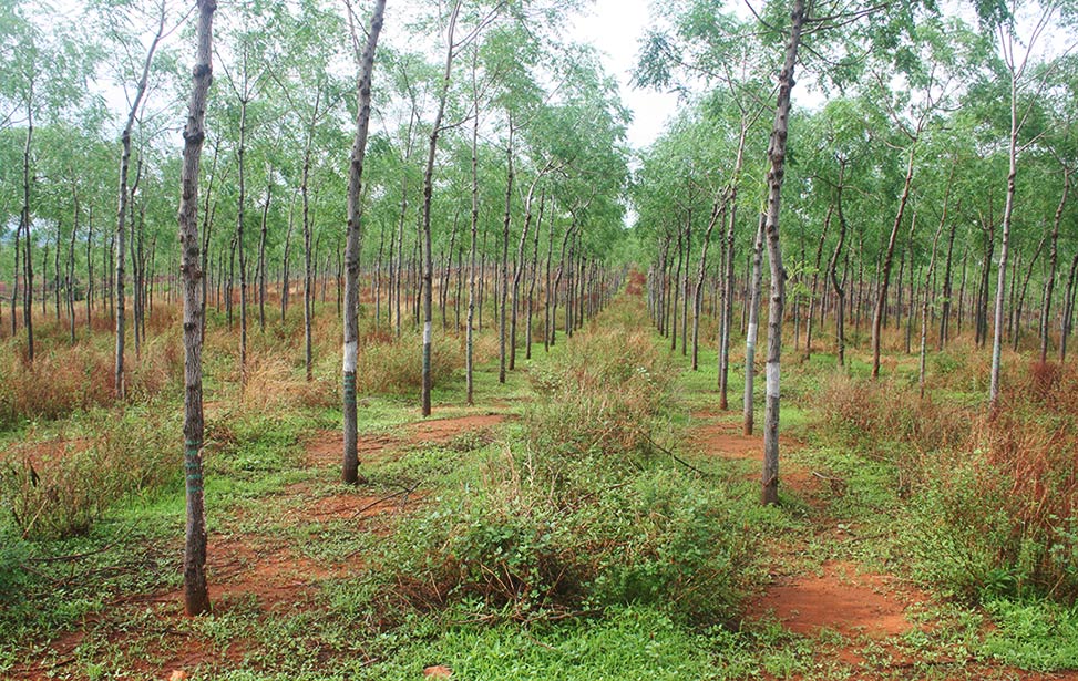 Mukau trees at Kiambere Site Plantation
