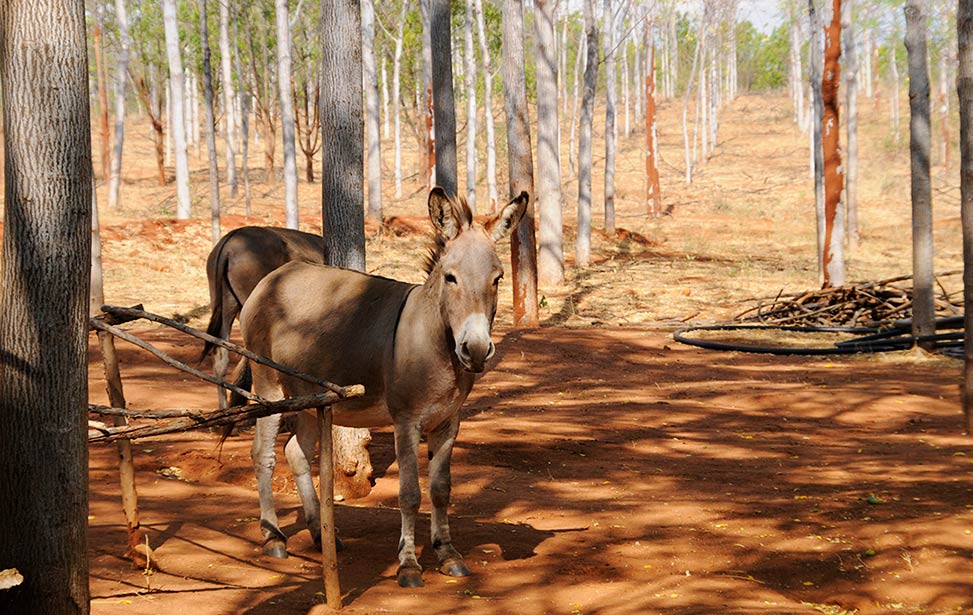 Donkeys grassing at Better Globe Forestry's plantation