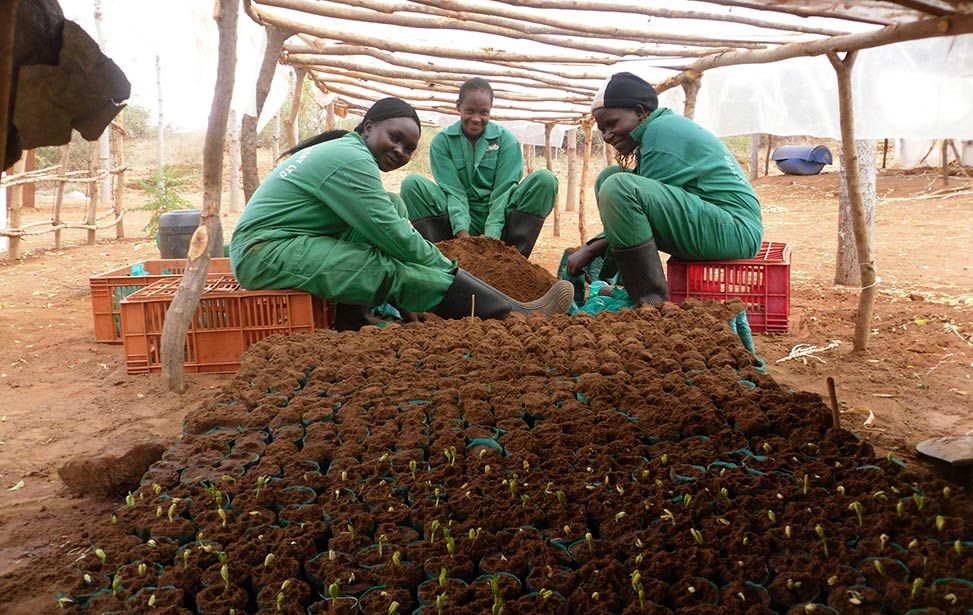 Mukau seeds planted into polybags