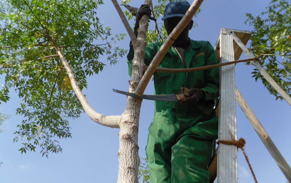 Pruning of a mukau tree