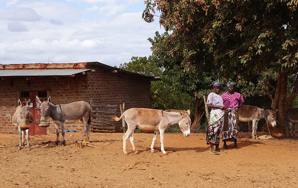 Farmers with their donkeys, Kenya