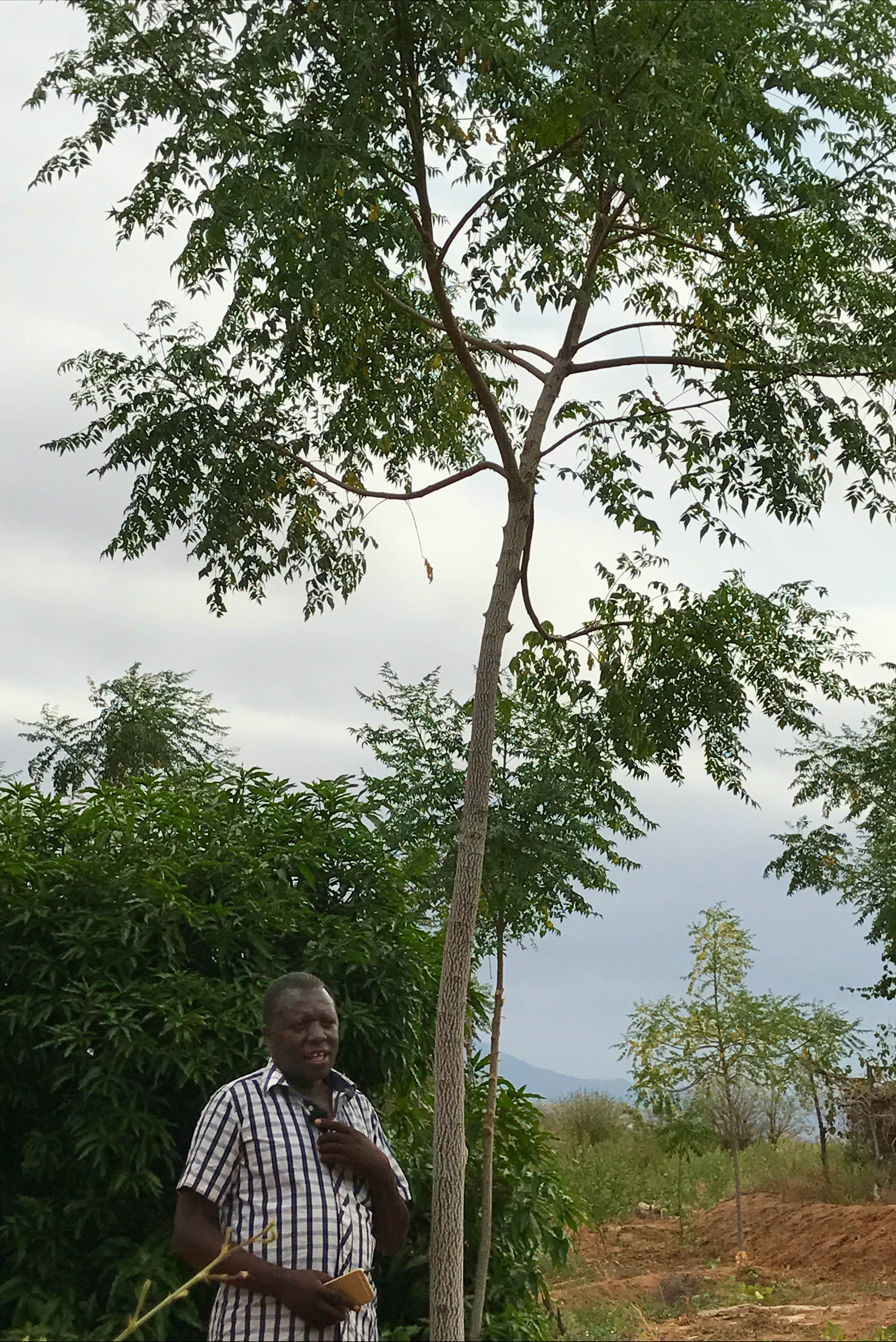An outgrower and his mukau tree