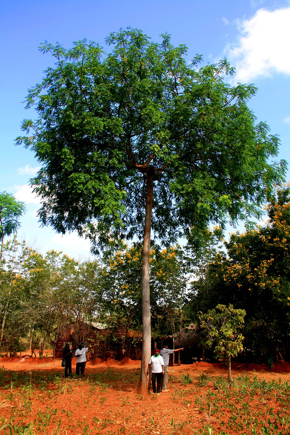 14 year old mukau tree
