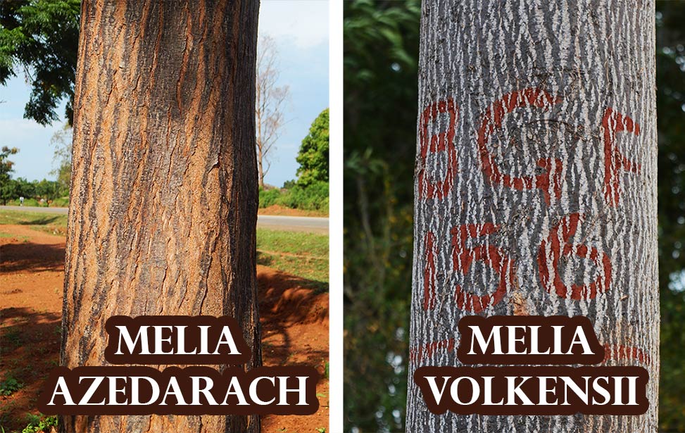 Melia azedarach grows in Uganda and Melia volkensii grows in Kenya