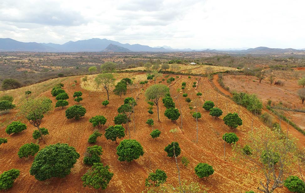 Agroforestry — a way for economic prosperity in Africa
