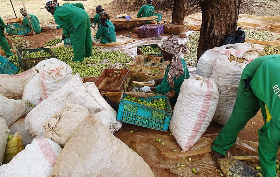 Planting Process of Mukau Trees - Part 1