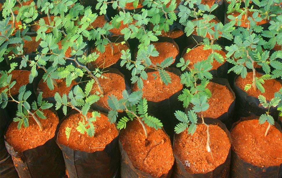 Acacia senegal, Better Globe Forestry's next key species